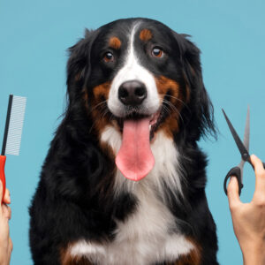 Estetica Canina Extra