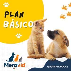 Plan Básico